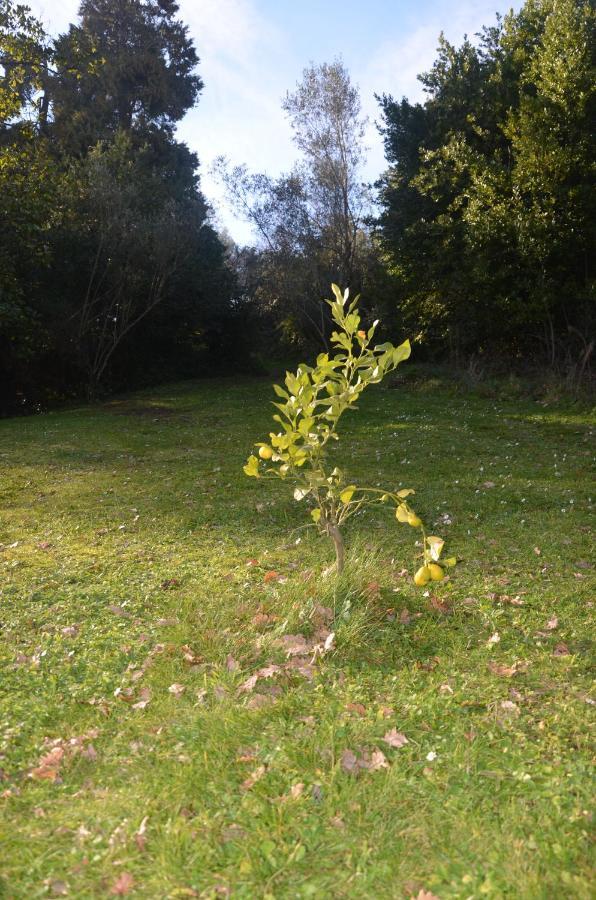 Apartament Il Giardino Secreto Manziana Zewnętrze zdjęcie