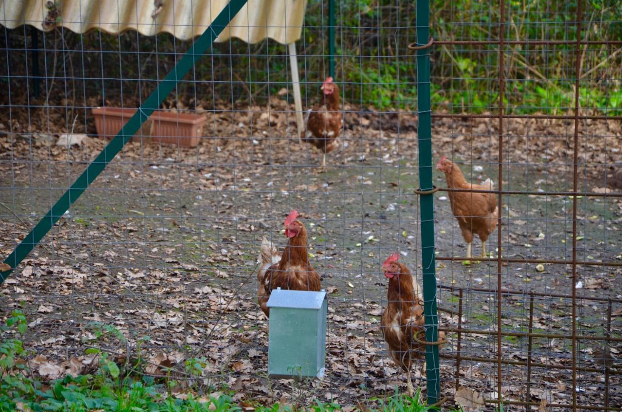 Apartament Il Giardino Secreto Manziana Zewnętrze zdjęcie